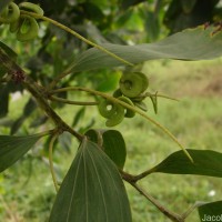 Acacia mangium Willd.
